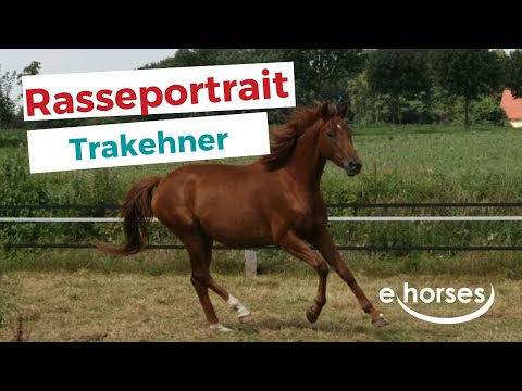 Der Trakehner im Rasseportrait