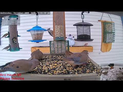 Mourning Doves, Goldfinches, Downy Woodpecker, Nuthatches and Finches!