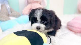 ハーフ犬の動画01