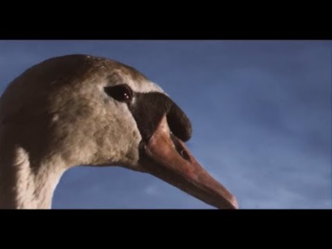 King Creosote & Jon Hopkins - Third Swan (Official Video)
