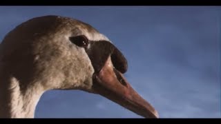 King Creosote & Jon Hopkins - Third Swan (Official Video)