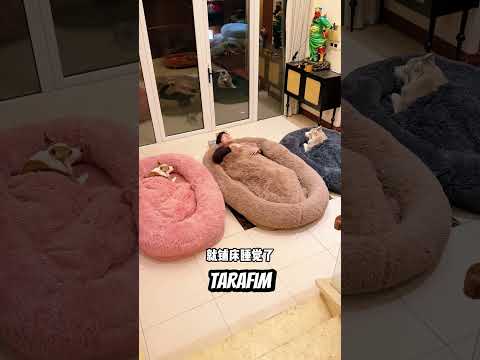 Köpeğe Yatak Aldı 🐱 Sonu Çok İyi 🤣