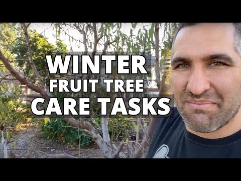 Winter Fruit Tree Care = Good Fruit in Spring!!! | 9 WINTER TASKS for Your Dormant Fruit Trees