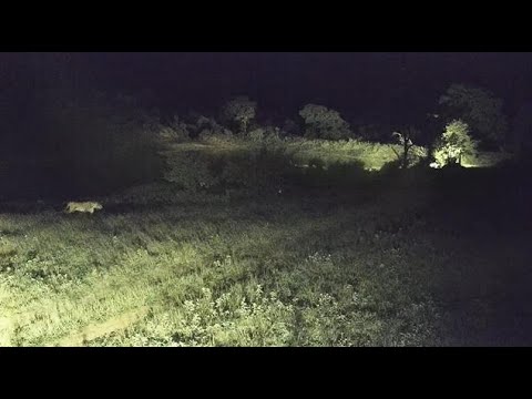 Djuma: Lion-Lone Lioness walks in from the left, goes up road-Hyena on dam wall - 02:43 - 12/16/20