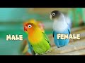 how to tell if your lovebird is male or female | lovebirds gender | lovebirds identification