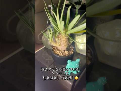 植物を使った 28 のバルコニー装飾アイデアで外装を飾りましょう  庭園