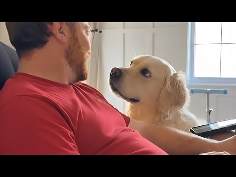 The Most Dramatic Dogs Overreacting to Their Owners! 🐶😂 Funny Dog and Human Videos