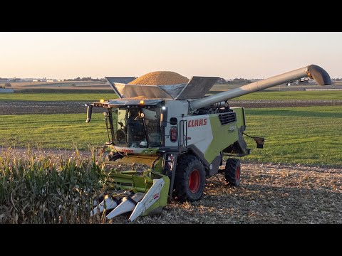 🔥Złote żniwa 2025🔥Kukurydza na ziarno z Claas'em🔥UR Agromix🔥