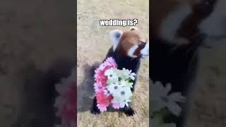 I AM LOST 🐼💐 Funny Talking Animals in Tik Tok KLR Dubs #Shorts #TalkingAnimals