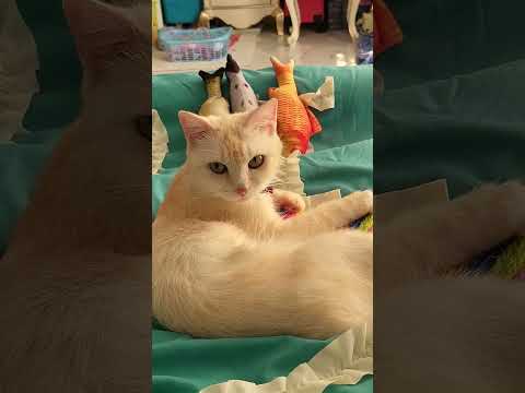 Cute and sweet cat casting to be the next meow Rose for Meowtanic