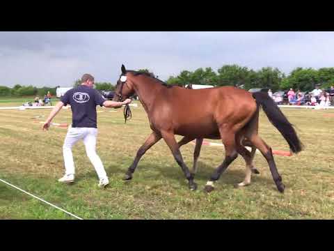 Holsteiner Fohlenschau Föhr 2025 | HF | Orleans VDL – Cartani – Lavall | St. 8790 | ZG Martensen