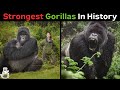 10 Most Powerful Gorillas In History