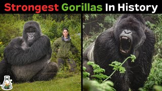 Download lagu 10 Most Powerful Gorillas in History mp3