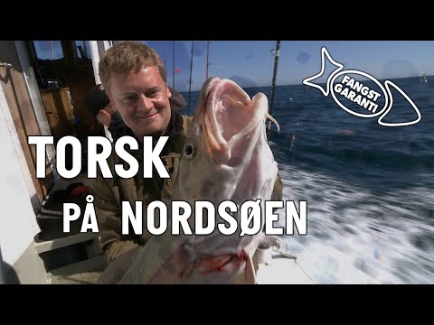 Torskefiskeri fra fiskekutter