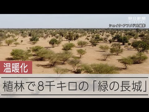 園芸 ハーマル、ペガナム、シリア・ルー、アフリカン・ルー