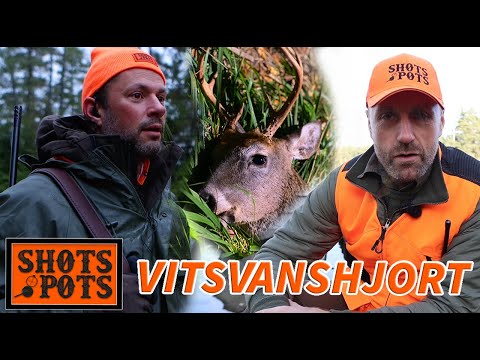 DREV- OCH VAKJAKT PÅ VITSVANSHJORT - Lubbe och Danyel åker till Finland och jagar
