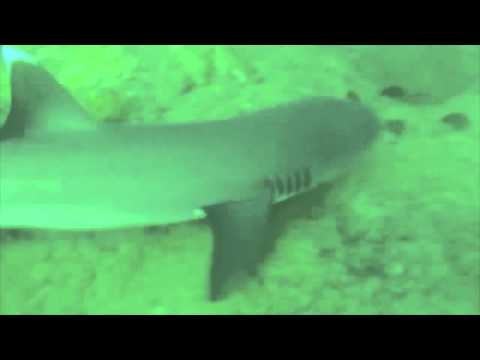 Terry Lilley Agressive Sharks Kauai