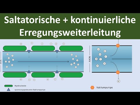 Saltatory and continuous conduction of excitation at the axon [Biology, Neurobiology, Advanced Le...