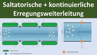 Saltatorische und kontinuierliche Erregungsleitung am Axon [Biologie, Neurobiolo