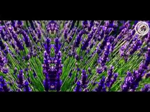 Jody Barr - Lavender Fields (Original Mix)