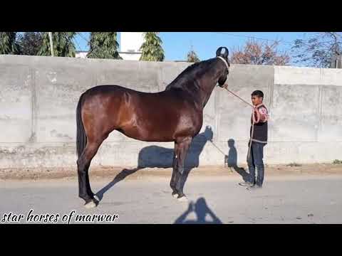 🐎 national champion mare razia 🐎