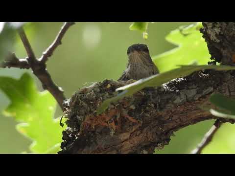 Broad-tailed hummingbird feeding nestling