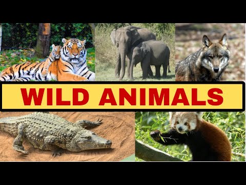 20 Wild Animals Names with Sounds in English 🦁 | Learn & Identify Amazing Animals for Kids