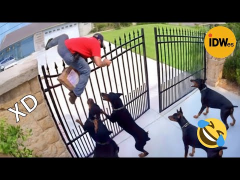 SI TE RÍES PIERDES NIVEL DIOS #367 🤣 VIDEOS DE RISA MUY GRACIOSOS 2025😆