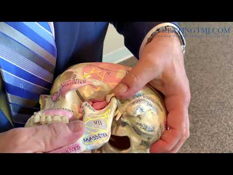 TMJ Anatomy on model