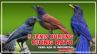 Download lagu JENIS BURUNG CIUNG BATU | JENIS BURUNG KELURGA TURDIDAE | BURUNG KICAUAN mp3 Download lagu JENIS BURUNG CIUNG BATU | JENIS BURUNG KELURGA TURDIDAE | BURUNG KICAUAN mp3