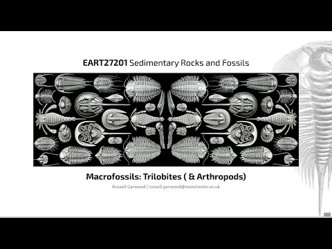 Trilobites, Video 2 - EART27201 - Sedimentary Rocks and Fossils