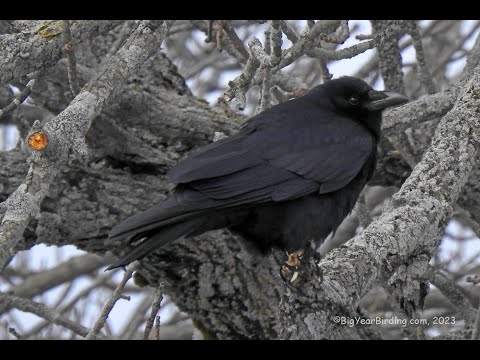 Fish Crow