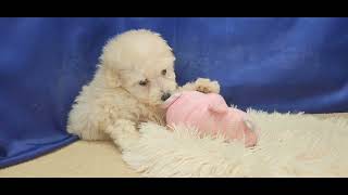トイプードルの動画01