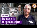 Dierenasiels zitten vol met katten: 'Het is tranentrekkend'