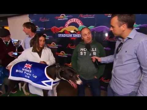 Roxhill Mysttique   BGBF Puppy Cup Final