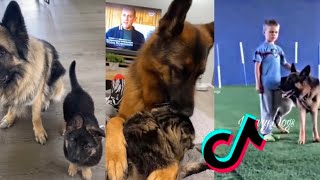 Download lagu German Shepherd | TikTok compilation | mp3
