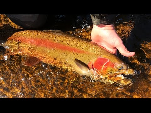 Upper Peninsula fly fishing 2017