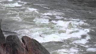 preview picture of video 'Jet Boat Sinks at Time Zone Rapids - Riggins Races 2013'