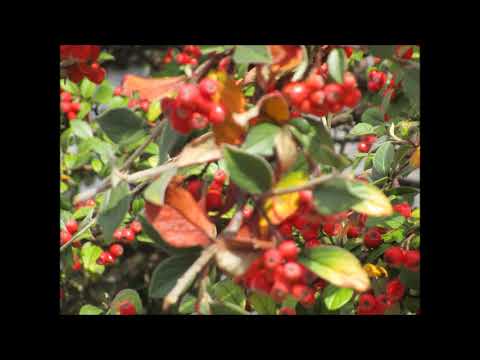 DV 521.. Mauro Giuliani opus 58 valse n° 4