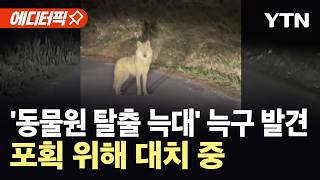 [에디터픽] '동물원 탈출 늑대' 늑구 발견...포획 위해 대치 중 / YTN