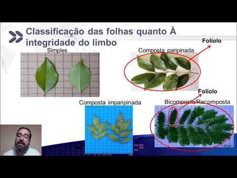 MORFOLOGIA DA FOLHA E PROPAGAÇÃO VEGETATIVA