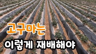 고구마는 이렇게 심어야 그저 감탄이^^
