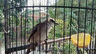 Download lagu COCOK LANGSUBG BUNYI UNTUK TRUCUKAN RAJIN BUNYI❗❗❗ mp3