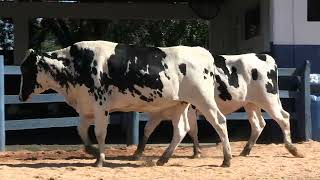 Vídeo 169 - 1ª ETAPA MEGA LIQUIDAÇÃO TOTAL AGROPECUÁRIA MARAJOARA - DIA 4 | GADO GIROLANDO E HOLANDÊS