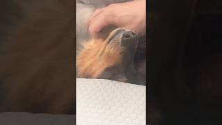 やっぱり家が一番🐶 #ミニチュアダックスフンド #癒し #田舎暮らし