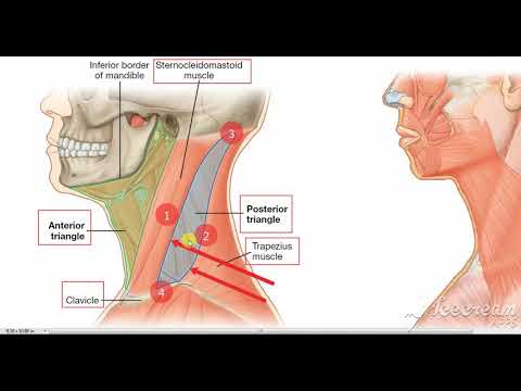 Posterior Triangle boundaries