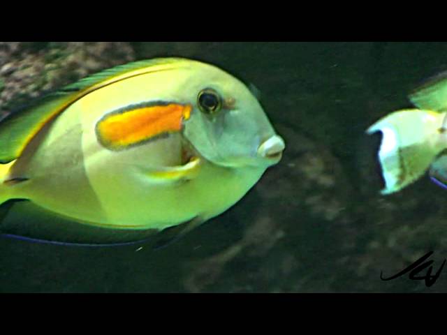 Vancouver Aquarium Tropical Fish [HD]