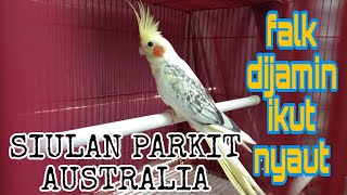 Download lagu burung falk gacor // burung parkit australia cockatiel mp3