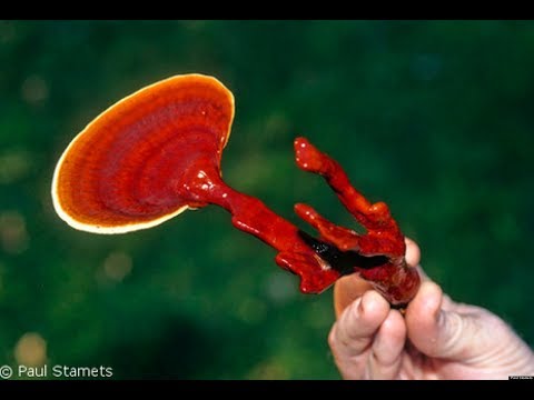 download lagu mp3 mp4 Solaray Reishi Mushroom Capsules, download lagu Solaray Reishi Mushroom Capsules gratis, unduh video klip Solaray Reishi Mushroom Capsules