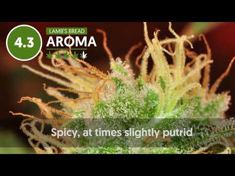 Strain Profile: Lamb's Bread
